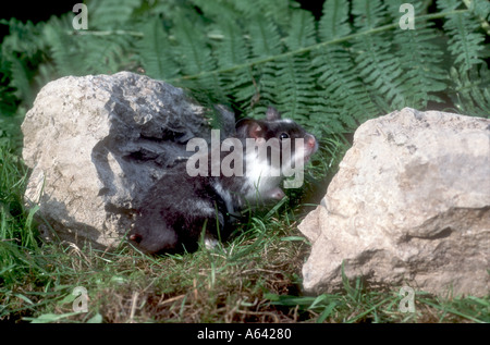 HAMSTER Stock Photo
