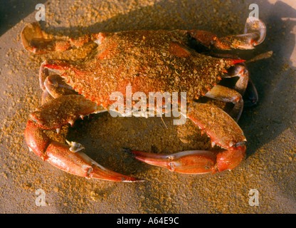 Steamed Chesapeake Bay blue crabs Stock Photo