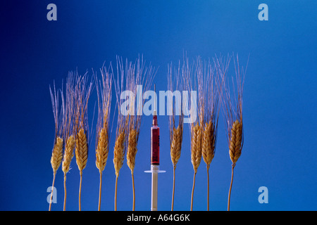 ears and syringe symbolism for biotechnology and design food Stock Photo