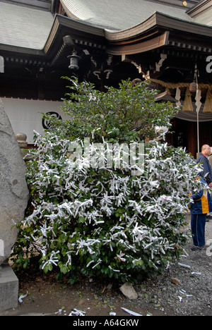 Omikuji paper prayers tied to tree at shrine. Kyoto Japan, New Year 2006 Stock Photo