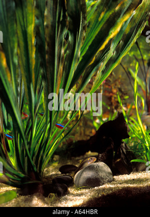 siamese algae eater on stone in aquarium Crossocheilus siamensis Stock Photo
