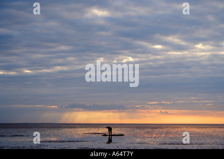Silhouette of cockle picker on West Norfolk coast, Snettisham beach with glorious sky behind Stock Photo