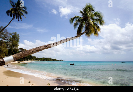 WEST INDIES Caribbean Barbados St Peter Parish Turtle Bay Beach Coconut palm tree growing out over the water. Stock Photo