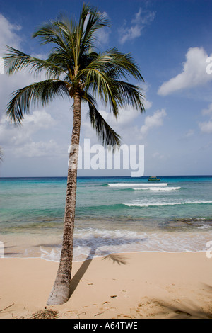 WEST INDIES Caribbean Barbados St Peter Parish Turtle Beach Single coconut palm tree hanging over waves breaking. Boat passing Stock Photo