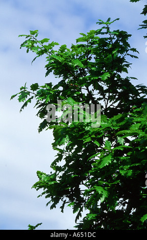 Sessile Oak Quercus petraea twigs with buds fully open Lancashire Stock Photo