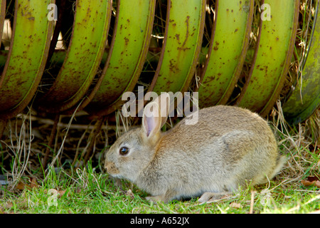 Wild grey rabbit sitting on grass in front of a large piece of abandoned and rusty old farm equipment Stock Photo
