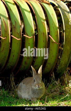 Wild grey rabbit sitting on grass in front of a large piece of abandoned and rusty old farm equipment Stock Photo