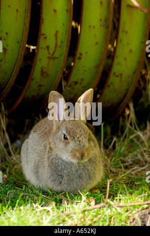 Wild grey rabbit sitting on grass in front of a large piece of abandoned and rusty old farm equipment Stock Photo