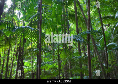 Tropical palms reach skyward toward the rainforest canopy near Central Station on Fraser Island Stock Photo