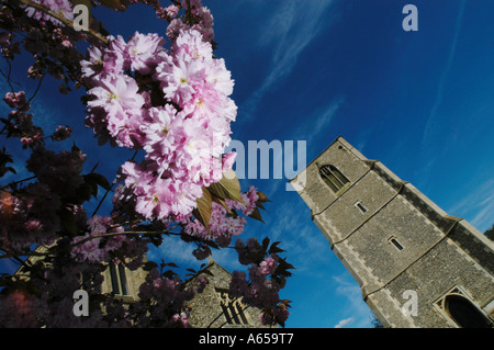Cherry blossom beside St Nicholas's, Norfolk church in Dereham. Stock Photo
