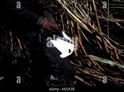 cutting sugar cane in Guatemala Stock Photo