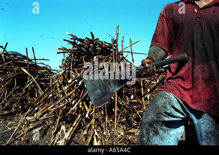 sugarcane harvest in Guatemala Stock Photo