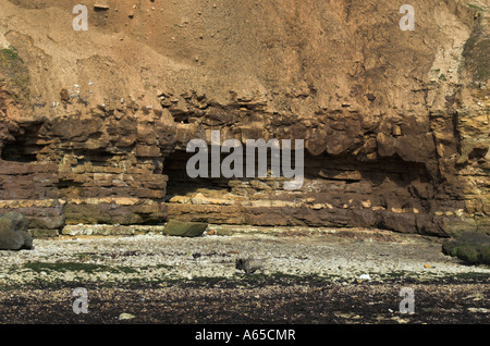 Evidence of Coastal Erosion In Filey Bay North Yorkshire England United Kingdom Sring Time 2007 Stock Photo