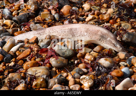 Lesser Spotted Dogfish washed up on beach in Sussex Stock Photo