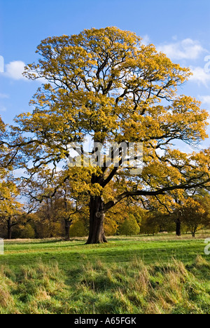 Horse chestnut tree in late autumn glory Stock Photo