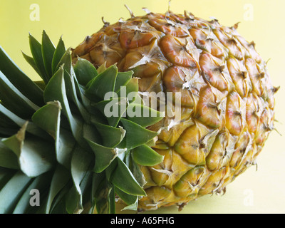 Whole Costa Rican pineapple. Stock Photo