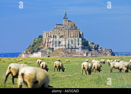 SHEEP GRAZING ON SALTY GRASS MARSH AND  MONT-ST-MICHEL  NORMANDY FRANCE Stock Photo