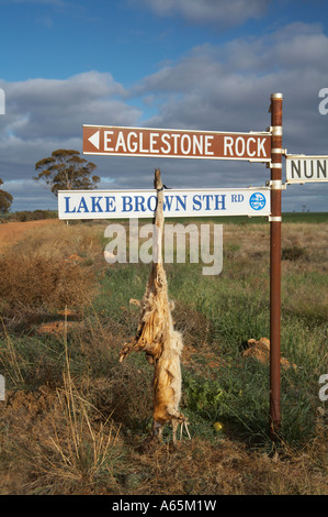 rotting and decaying Kangaroo carcass hanging from road sign in the Western Australia bush Stock Photo