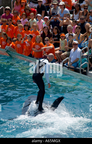 Trainer Riding Killer Whale Orcinus Orca While Performing Tricks Stock 