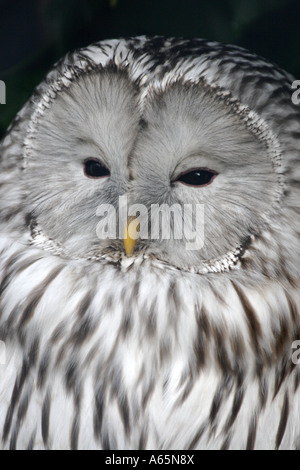 Ural Owl,Strix uralensis liturata,  at world owl centre, Muncaster castle,Cumbria, UK, Europe Stock Photo