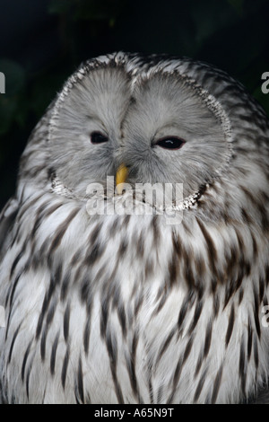 Ural Owl, Strix uralensis liturata at world owl centre, Muncaster castle,Cumbria, UK, Europe Stock Photo
