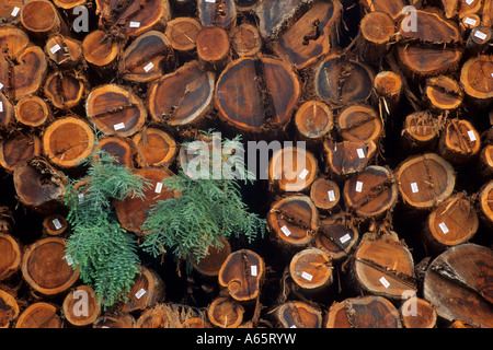 Cut redwood trees in stacked piles lumbermill near Cloverdale Sonoma County California Stock Photo