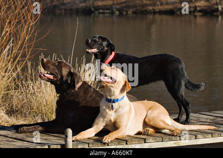 Trio of Labrador Retrievers on Dock with Lake in the Background Stock Photo