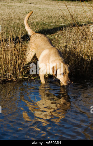 Yellow Labrador Retriever Drinking Water From Lake Stock Photo