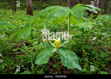 Yellow Trillium Mayapple and other Woodland Flowers and Plants at 'White Oak Sinks' Great Smoky Mountains National Park Tennesse Stock Photo