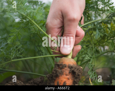 Pulling a carrot out of the soil Stock Photo