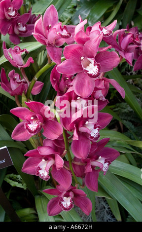 Cymbidium Lady Fire 'Red Angelica'. Orchid show in Enid A Haupt Conservatory at New York Botanical Gardens Bronx New York City N Stock Photo