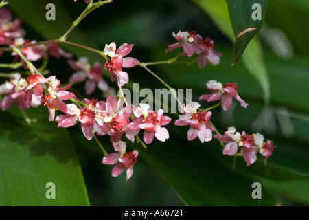 Dancing ladies orchid Oncidium Twinkle (red form) in Enid A Haupt Conservatory at New York Botanical Gardens Bronx New York City Stock Photo