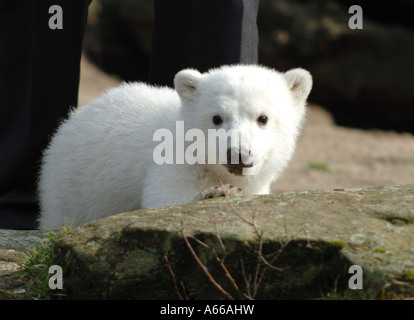 Knut the polar bear in Berlin Zoo Stock Photo