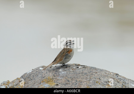 A male Cape Bunting Emberiza capensis in full song on a rock Stock Photo