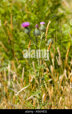 Scotch Thistle (Onopordum acanthium) Stock Photo