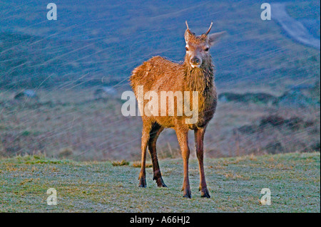 Young stag in winter storm  Glencoe. Natural history. Wildlife. Stock Photo