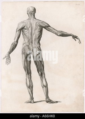 Anatomy Muscles Body Stock Photo