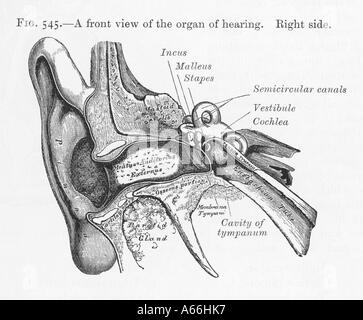 Diagram of Ear - 1897 Stock Photo - Alamy