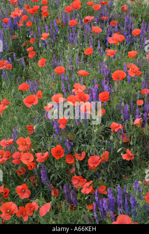 Red Poppies Papaver rhoeas and Goat's Rue Galega officinalis Stock Photo
