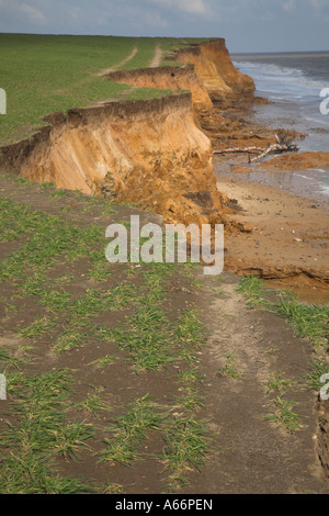 Rapidly eroding cliffs in Benacre National Nature Reserve Suffolk England Stock Photo