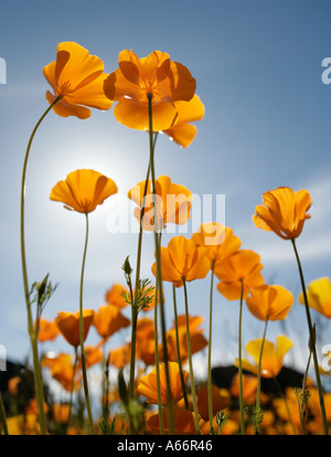 An ants eye view looking up through poppies blooming in a field in southern Arizona in spring Stock Photo