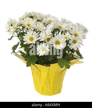 daisies cut out on white background Stock Photo