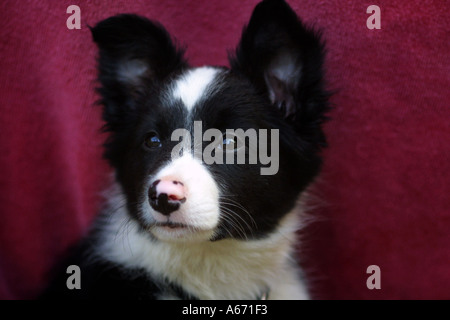 Australia Border Collie Stock Photo
