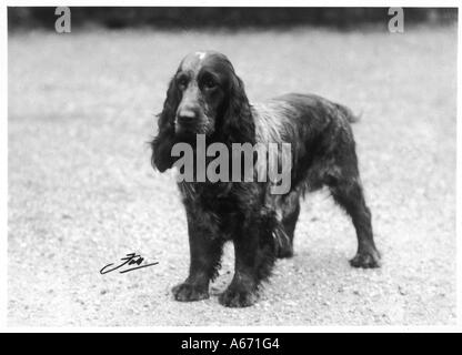 Fall Crufts Winner 30 31 Stock Photo