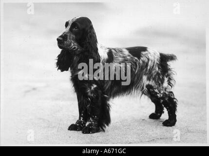 Fall Crufts Winner 1948 Stock Photo