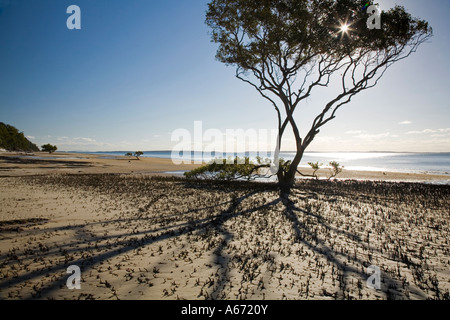 A mangrove tree grows out of the coastal sands of Kingfisher Bay on Fraser Island Stock Photo