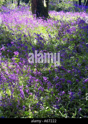 Perennial common bluebell plants in flower growing wild in sunny day below trees in woodland at Stock village in Essex England UK Stock Photo