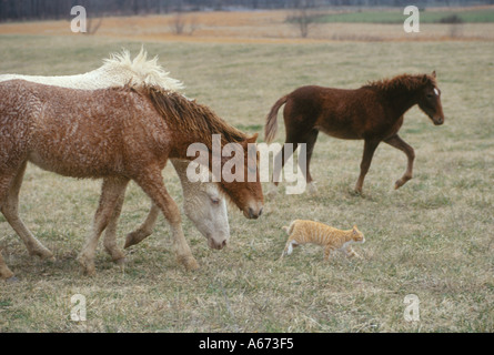 Bashkir Curly Horses follow a kitten through pasture Stock Photo