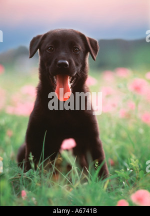 Black Labradore Retriever puppy in wild flowers Stock Photo