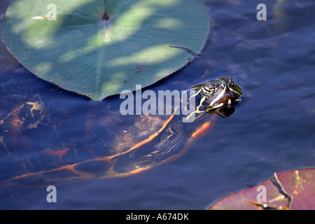Florida Redbelly Turtle in water Everglades Florida Stock Photo